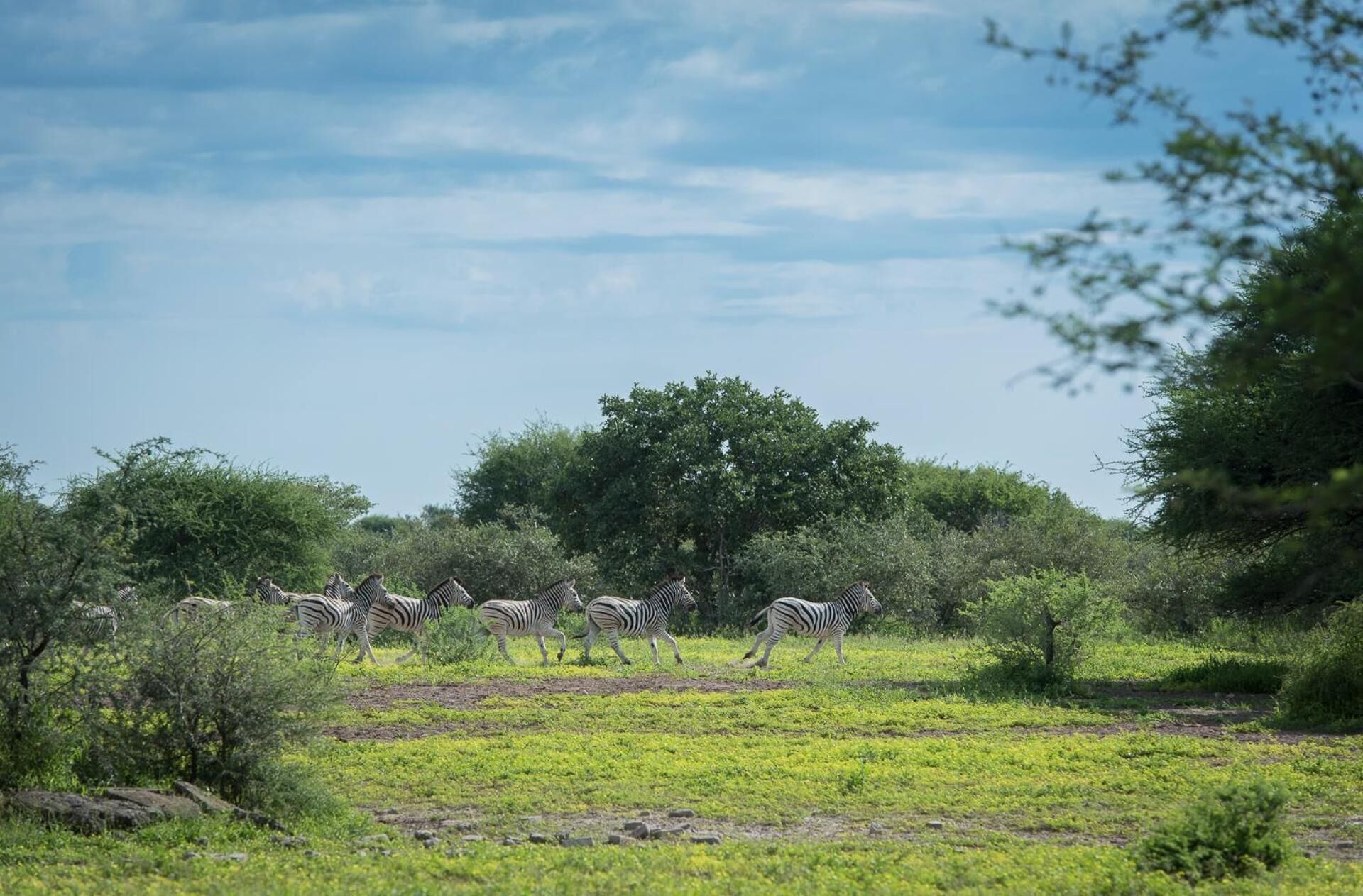 Zebras en un camp herbós amb arbres al fons.