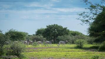 Zebras en un camp herbós amb arbres al fons.