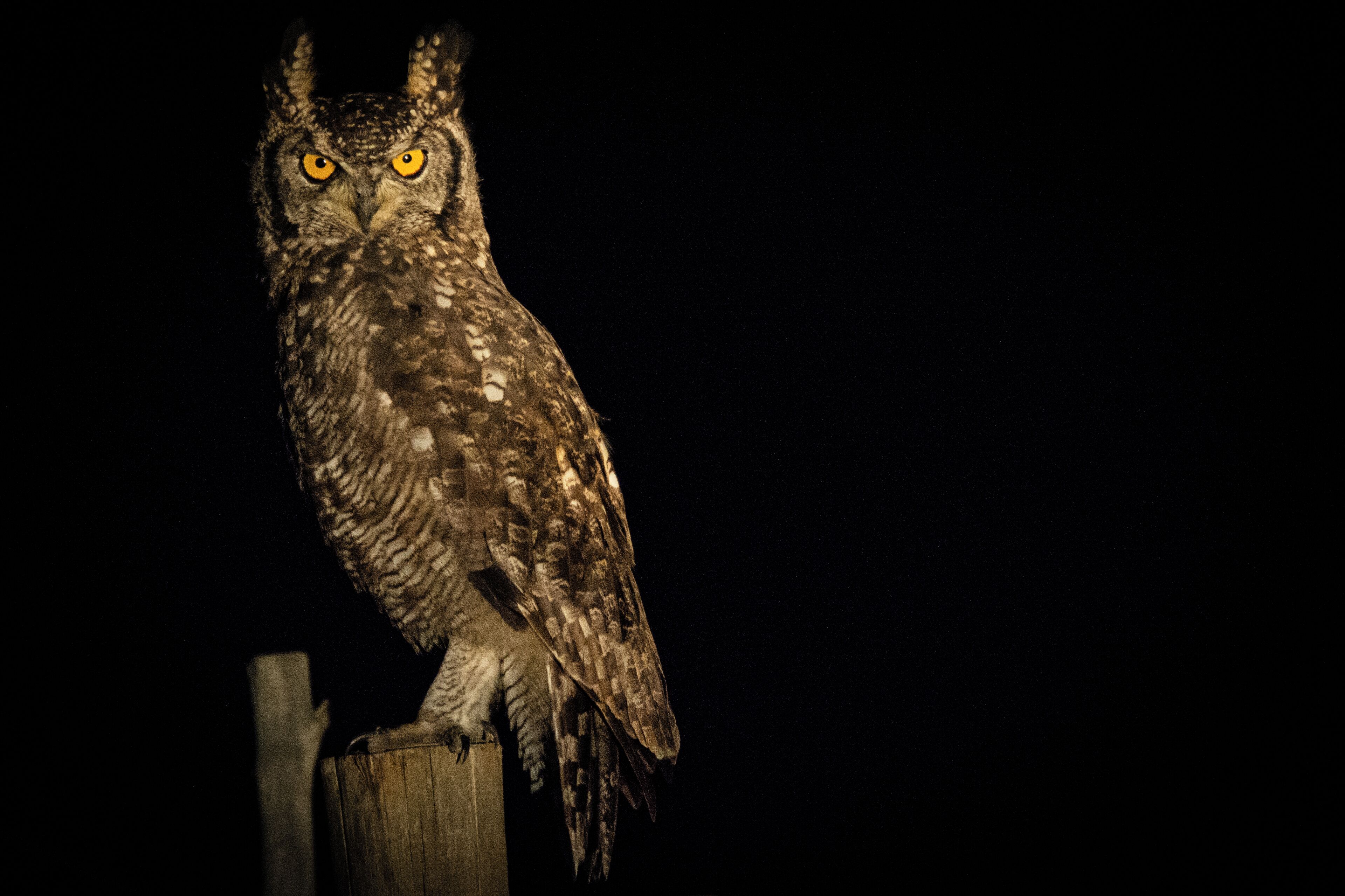 Un búho posado sobre un poste de madera en la noche.