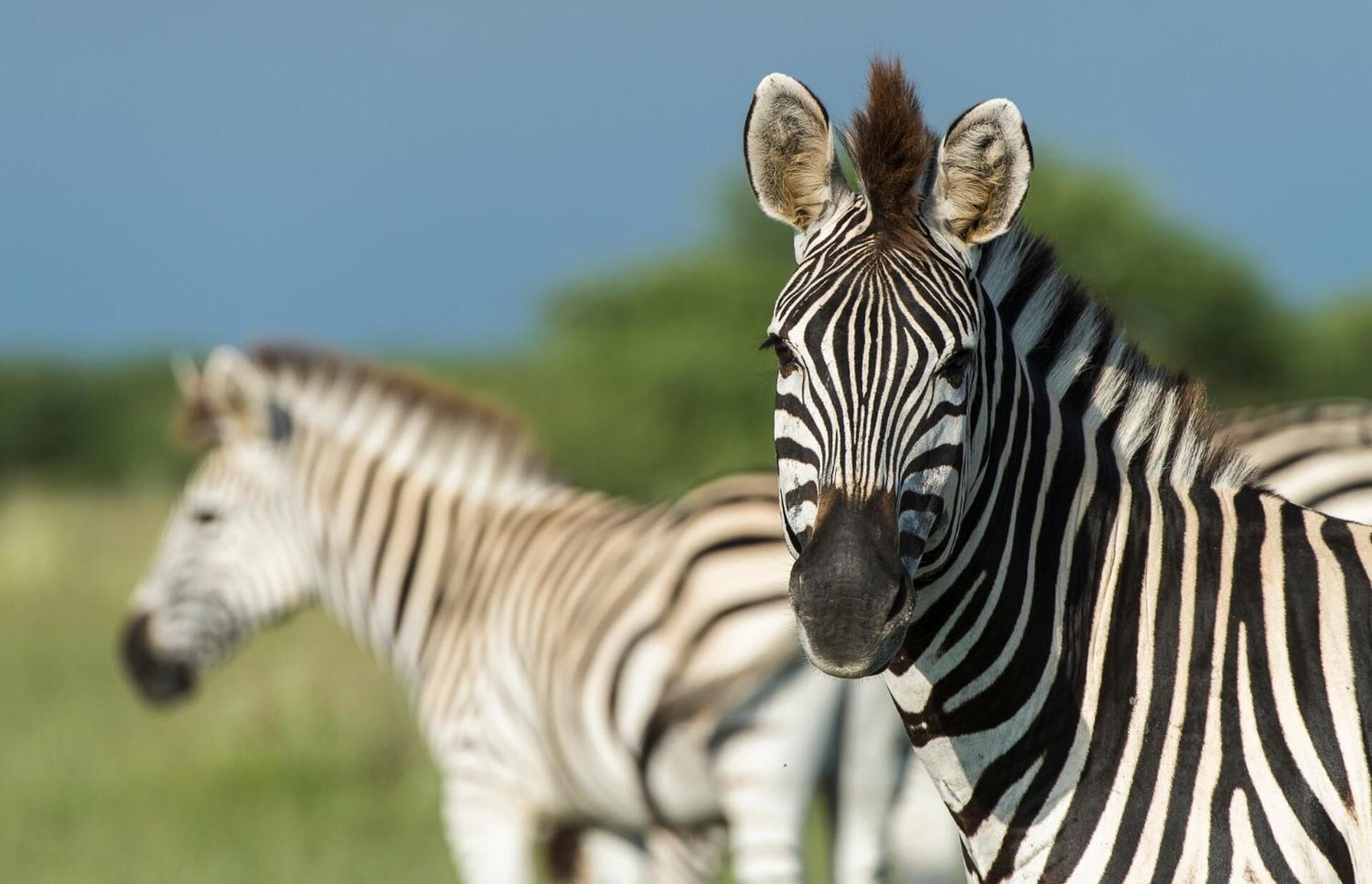 Two zebras in a natural setting.