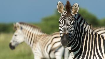 Two zebras in a natural setting.