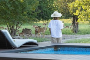 Outdoor pool - Leopard Plains (Motopi)