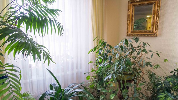 A room with potted plants, a mirror on the wall, and a window with sheer curtains. - Hôtel de Bâle (Bantzenheim)