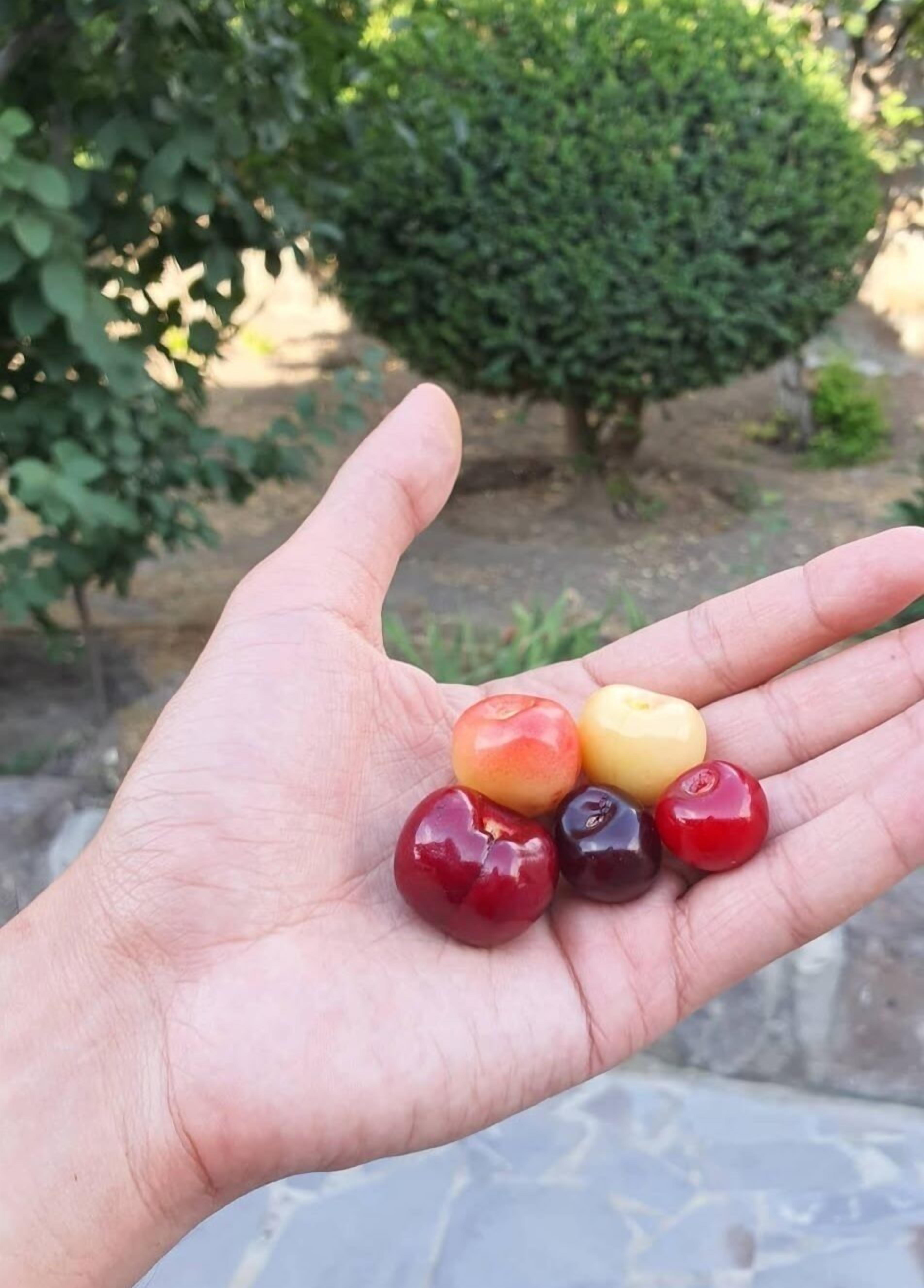 A hand holding five different colored fruits.