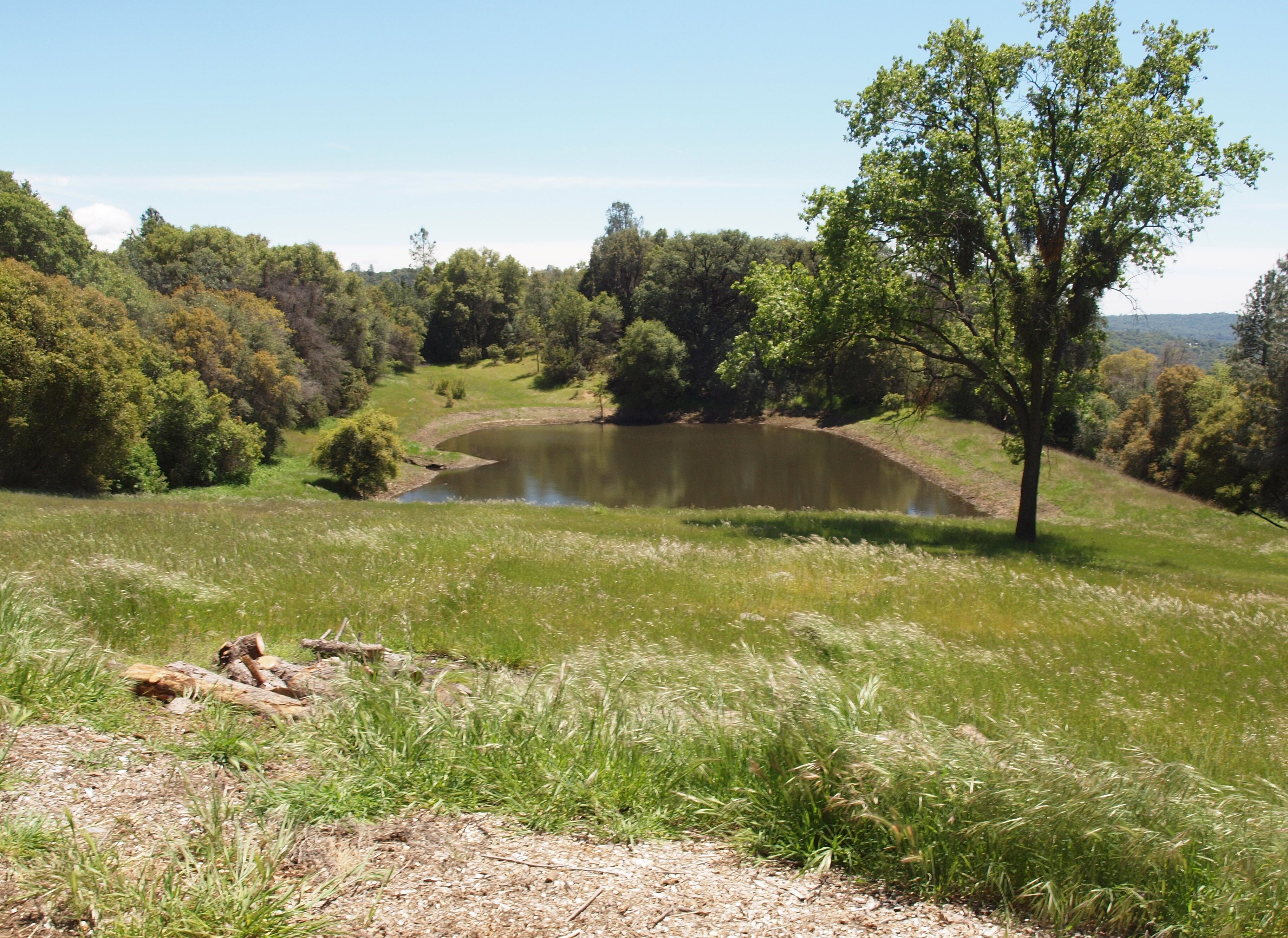 A serene landscape with a pond surrounded by lush greenery and trees.