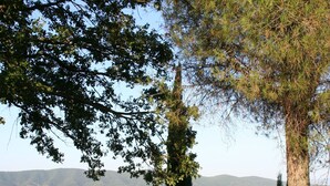 Un sendero de piedra conduce a una puerta rústica con cerca de metal, rodeado de árboles y vistas a colinas distantes.