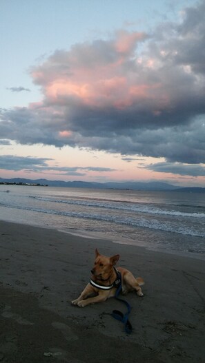 A dog lying on a beach with a cloudy sky in the background.