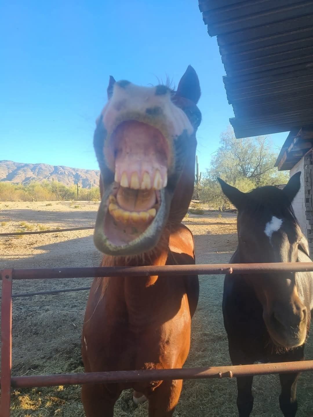 A horse with a wide-open mouth, possibly laughing, standing next to a stable.