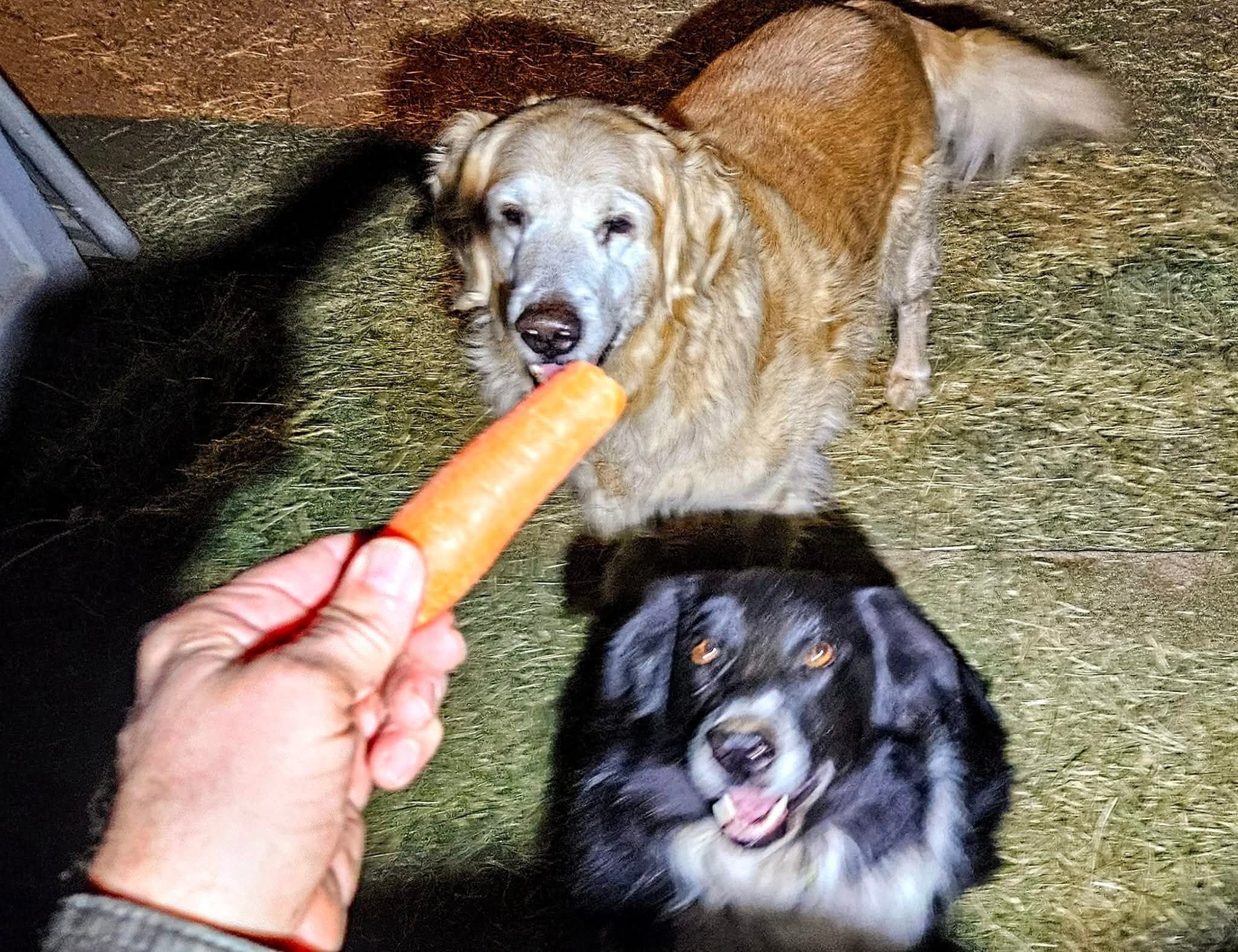 A person holding a carrot near two dogs.