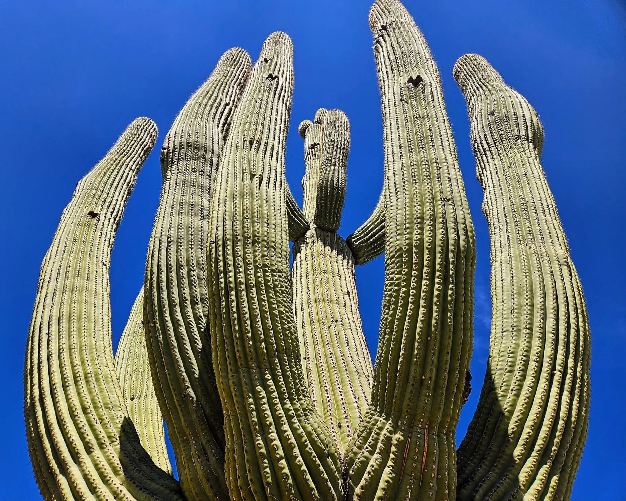 A close-up of a cactus with prominent ridges and spines.