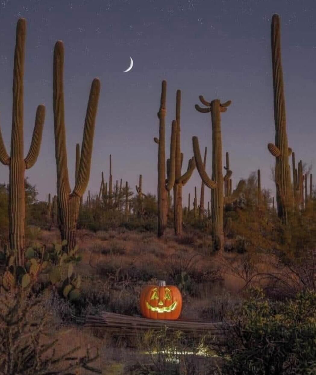Paisaje desértico con cactus altos y una calabaza tallada.