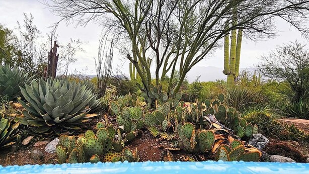 A desert garden with various cacti and succulents, a wooden fence, and a clear sky. - Knightly's Ranch Guesthouse  (Tucson)