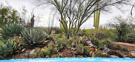 A desert garden with various cacti and succulents, a wooden fence, and a clear sky.. Knightly's Ranch Guesthouse