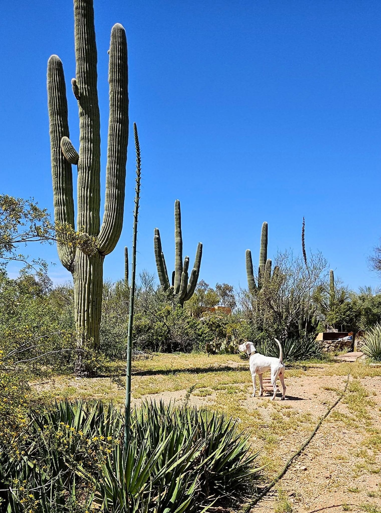 Paisaje desértico con cactus y un perro.