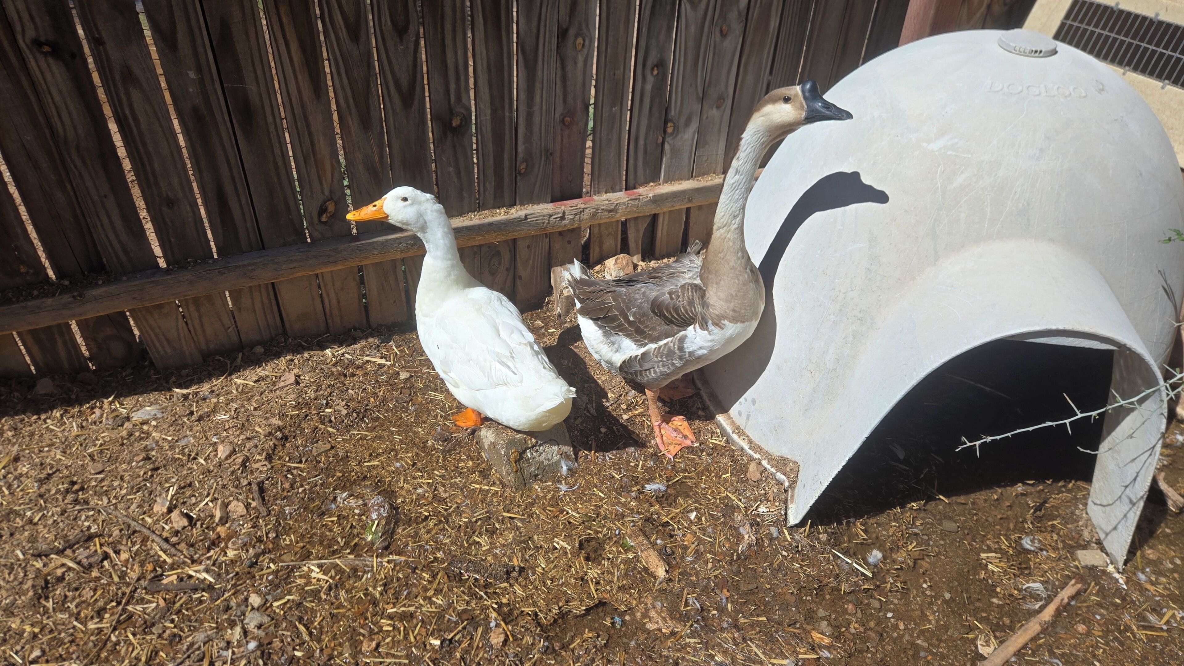 Two geese near a wooden fence and a concrete structure.