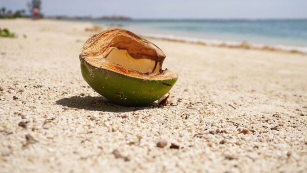 Une noix de coco sur une plage de sable, avec une vue dégagée sur l’océan et une côte lointaine.