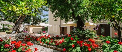 A courtyard with a stone pathway, red flowers, and a large tree.