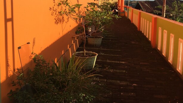 A narrow pathway flanked by orange walls and potted plants, leading to a building with a red-tiled roof.