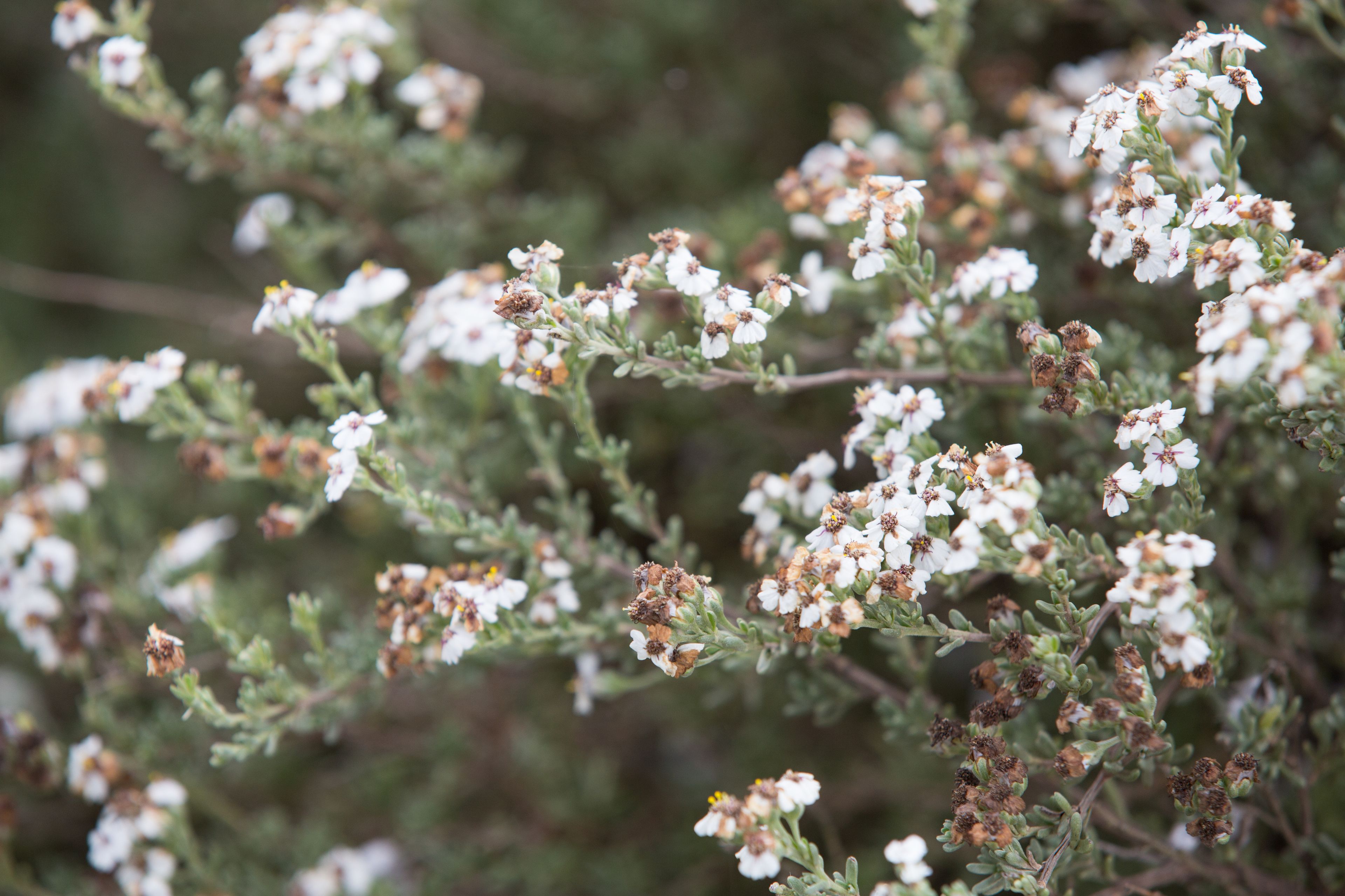 A close-up of a plant with white flowers and brown centers.