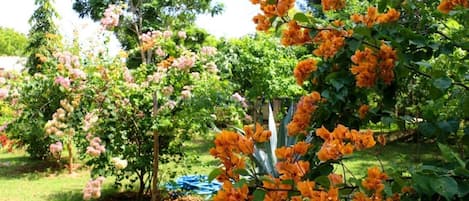 Jardin