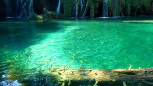 Un cos d'aigua transparent i poc profund, amb un tronc de fusta al primer pla i una zona boscosa amb cascades al fons.
