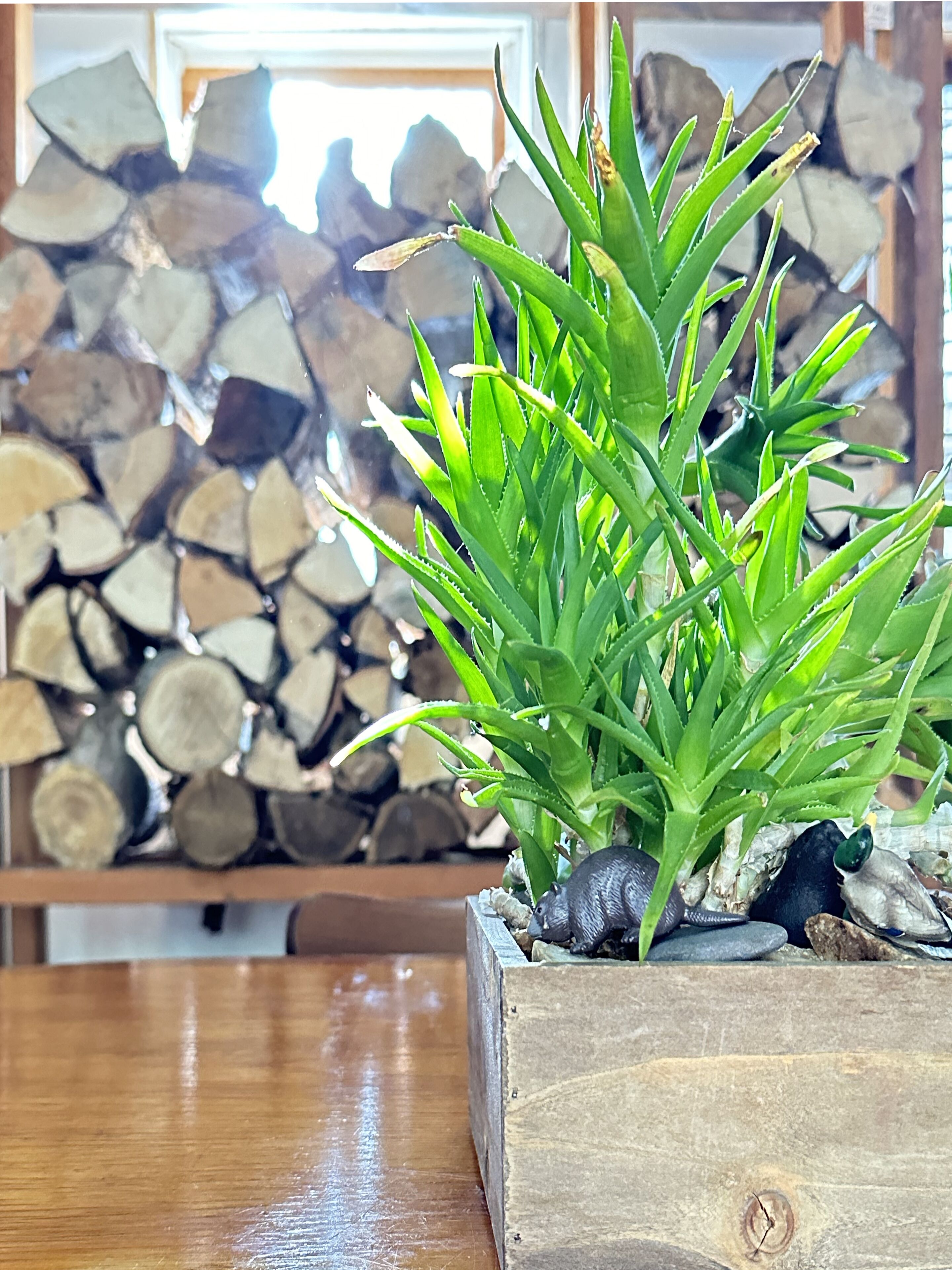 Een potplant met groene bladeren in een houten plantenbak op een houten ondergrond.