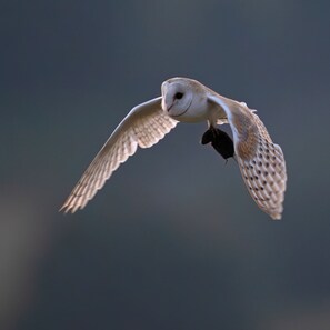 A bird in flight with outstretched wings. - Watergreens Farm, CA9 3LD  Self-Catering holiday Accommodation in Cumbria (Alston)