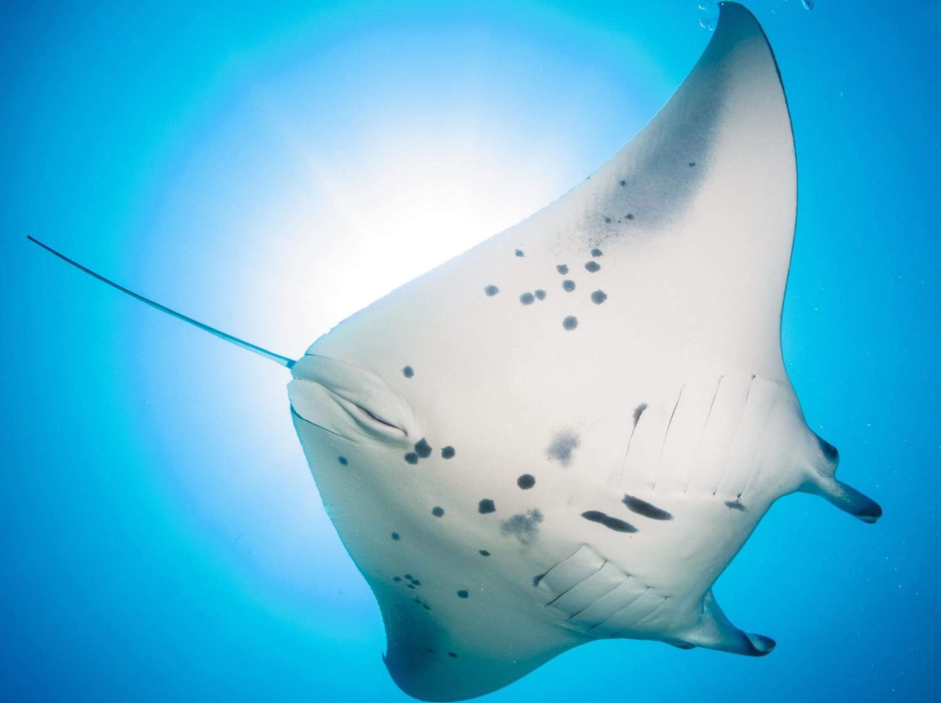 Foto - Dhiguveli Maldives