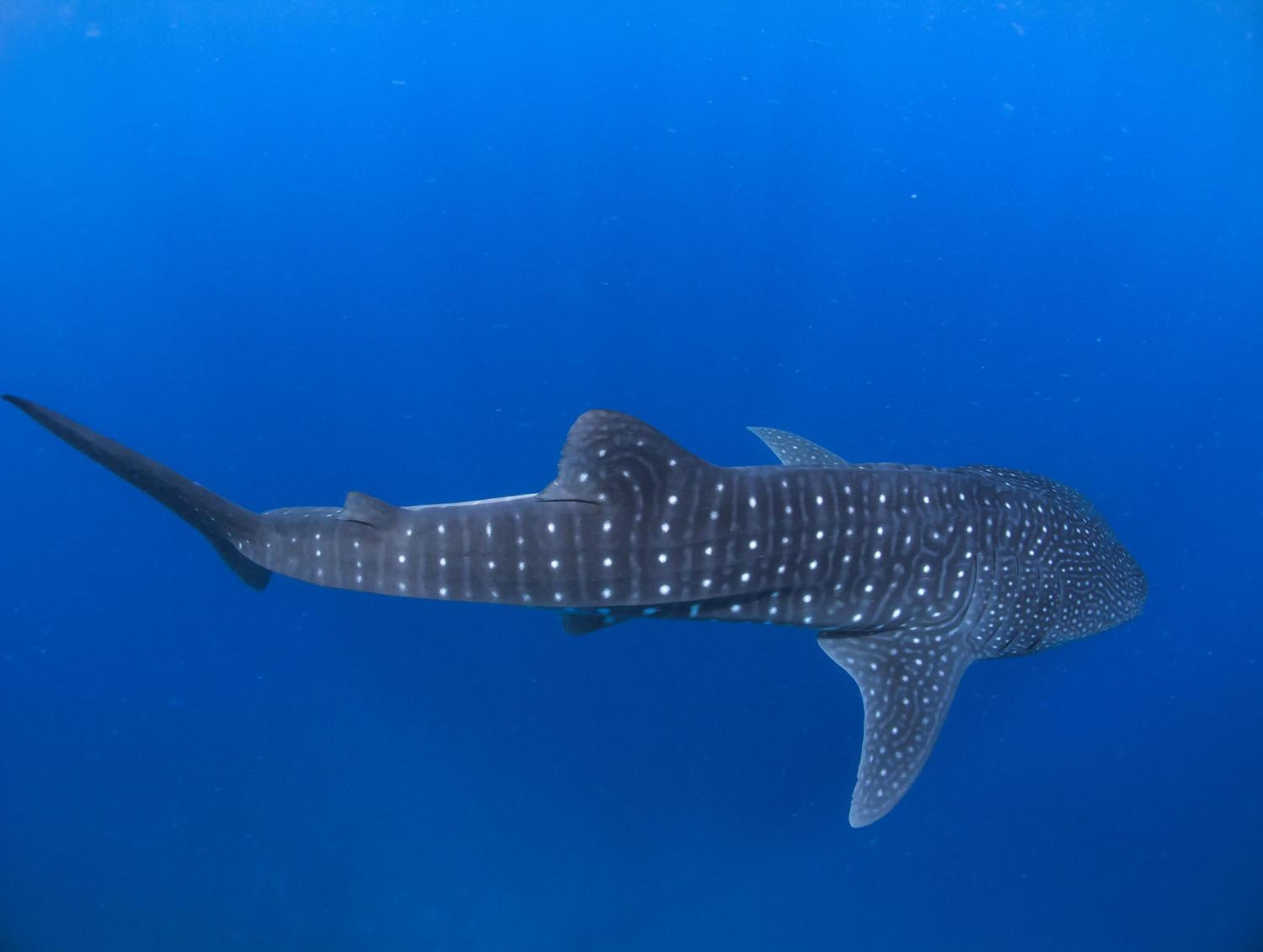 Foto - Dhiguveli Maldives