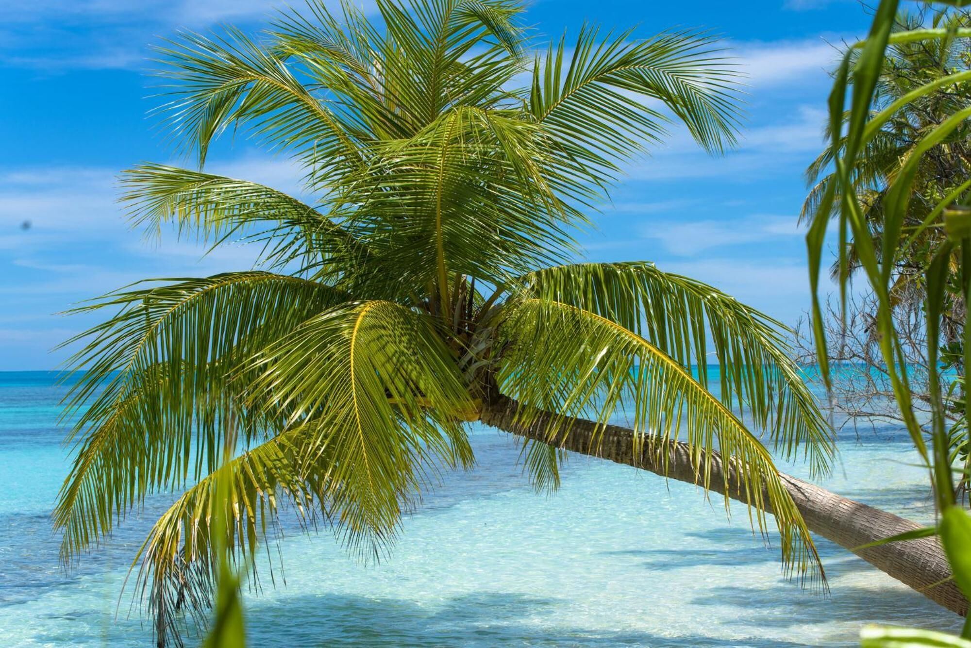 A palm tree by a clear blue sea.