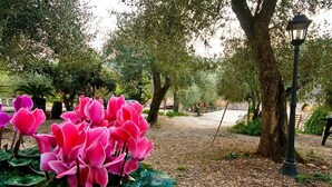 Un jardín con un sendero, árboles y un farol.