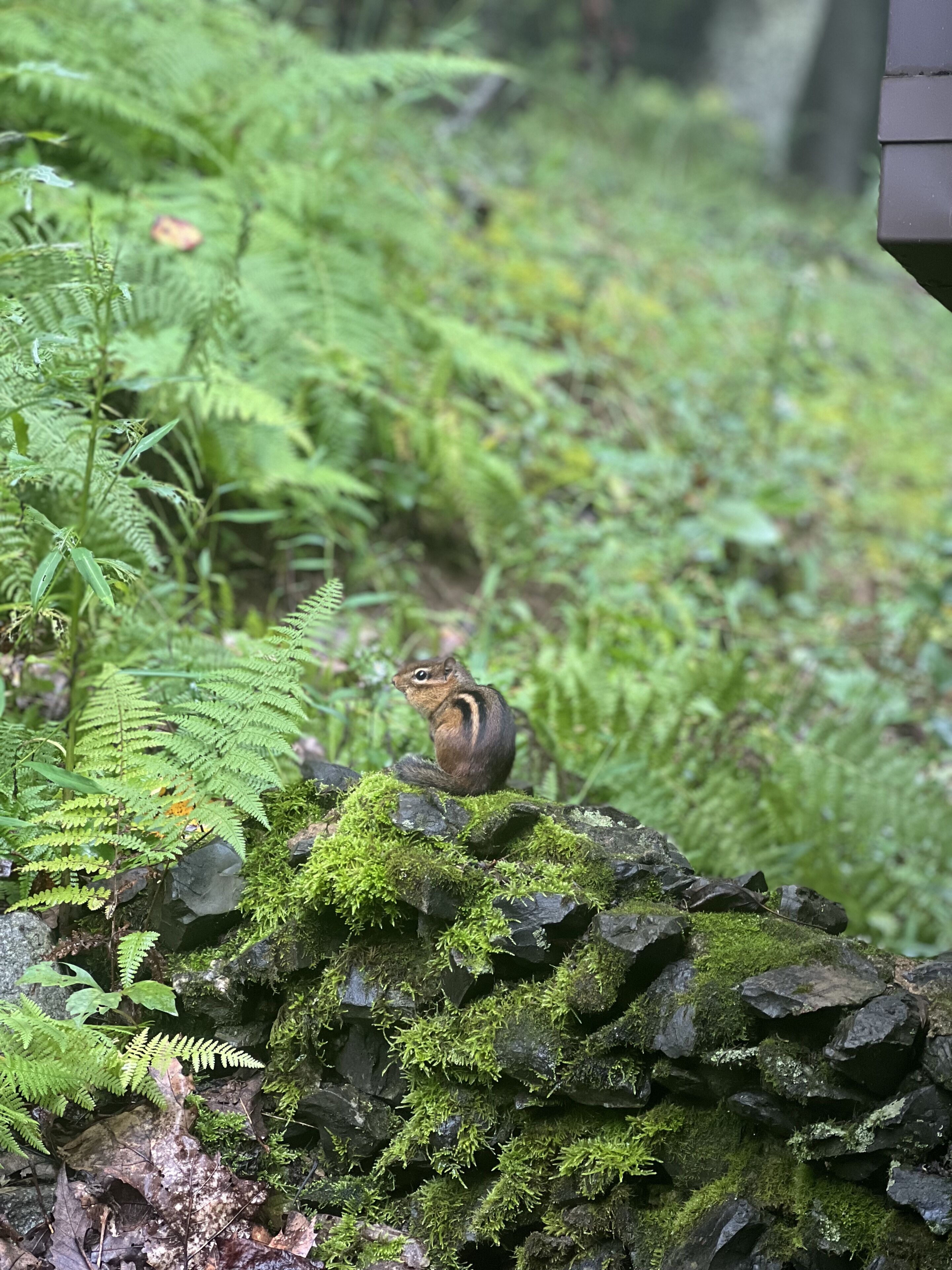 A chipmunk on a moss-covered rock in a lush, green forest.