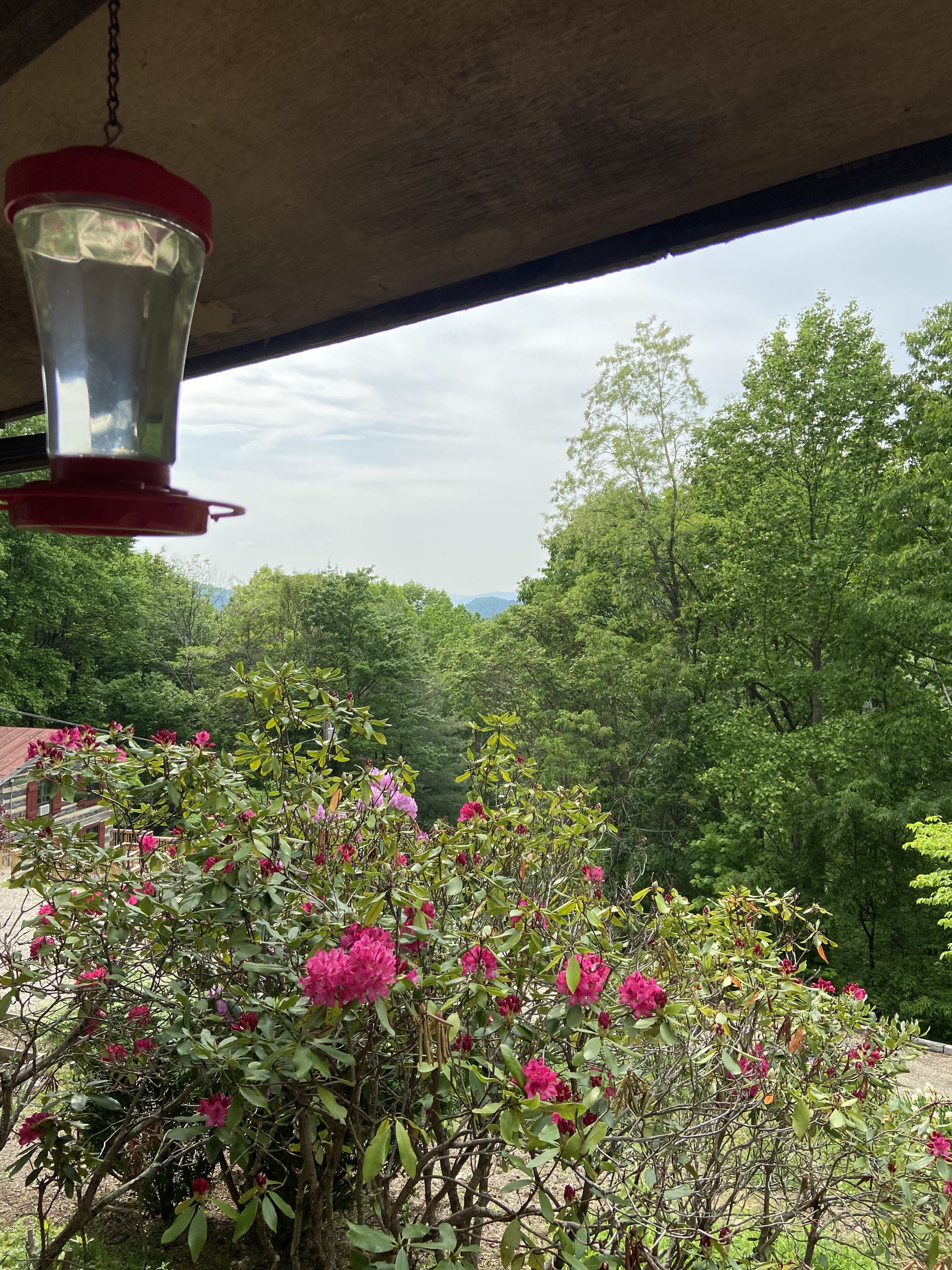 Una lámpara colgante y vistas de un jardín exuberante con arbustos florecientes.