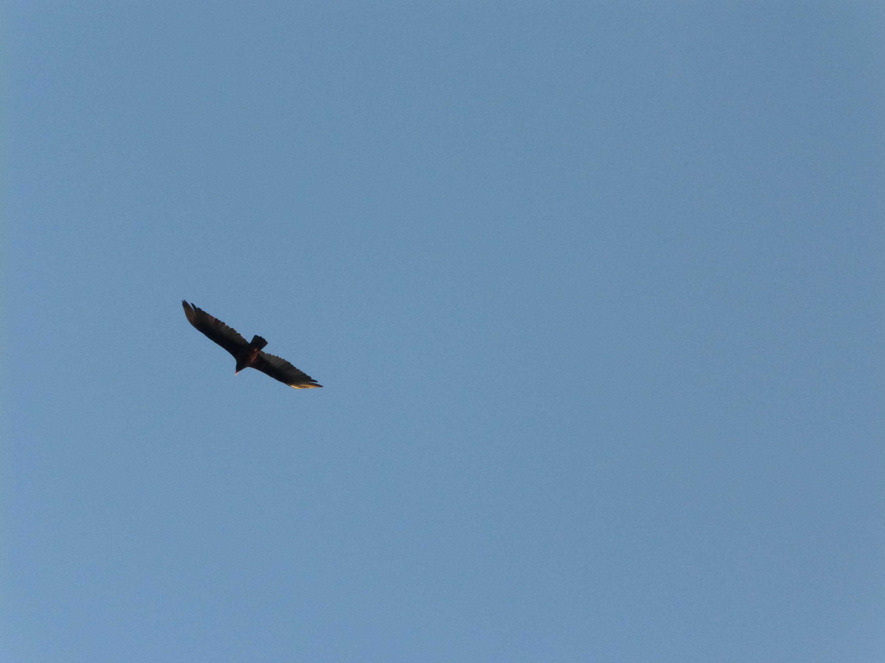 A bird flying in a clear blue sky.