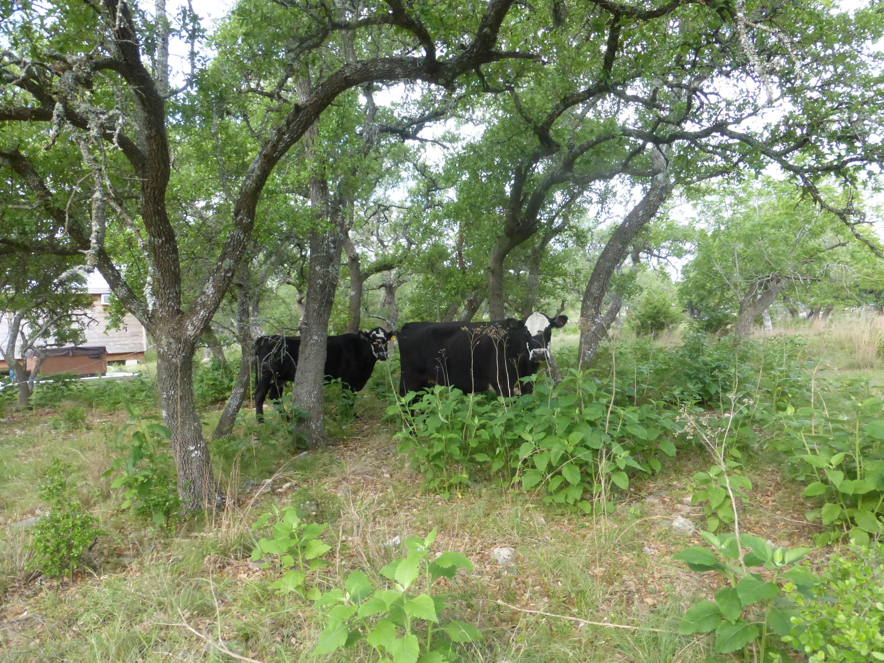Dos vacas en un área boscosa con árboles y vegetación verde.