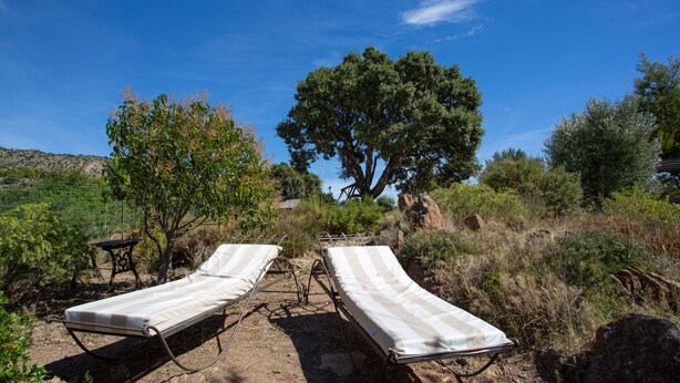 Two sun loungers with metal frames and white cushions, positioned on a dirt ground with sparse vegetation and a large tree in the background. - SPACIOUS 3 ROOMS APT IN LARGE GARDEN HOUSE, WIFFI, CLASS 3 *, 1km from the beach  (le lavandou)