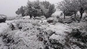 A snowy garden with a metal table and benches, surrounded by snow-covered bushes and trees. - SPACIOUS 3 ROOMS APT IN LARGE GARDEN HOUSE, WIFFI, CLASS 3 *, 1km from the beach  (le lavandou)