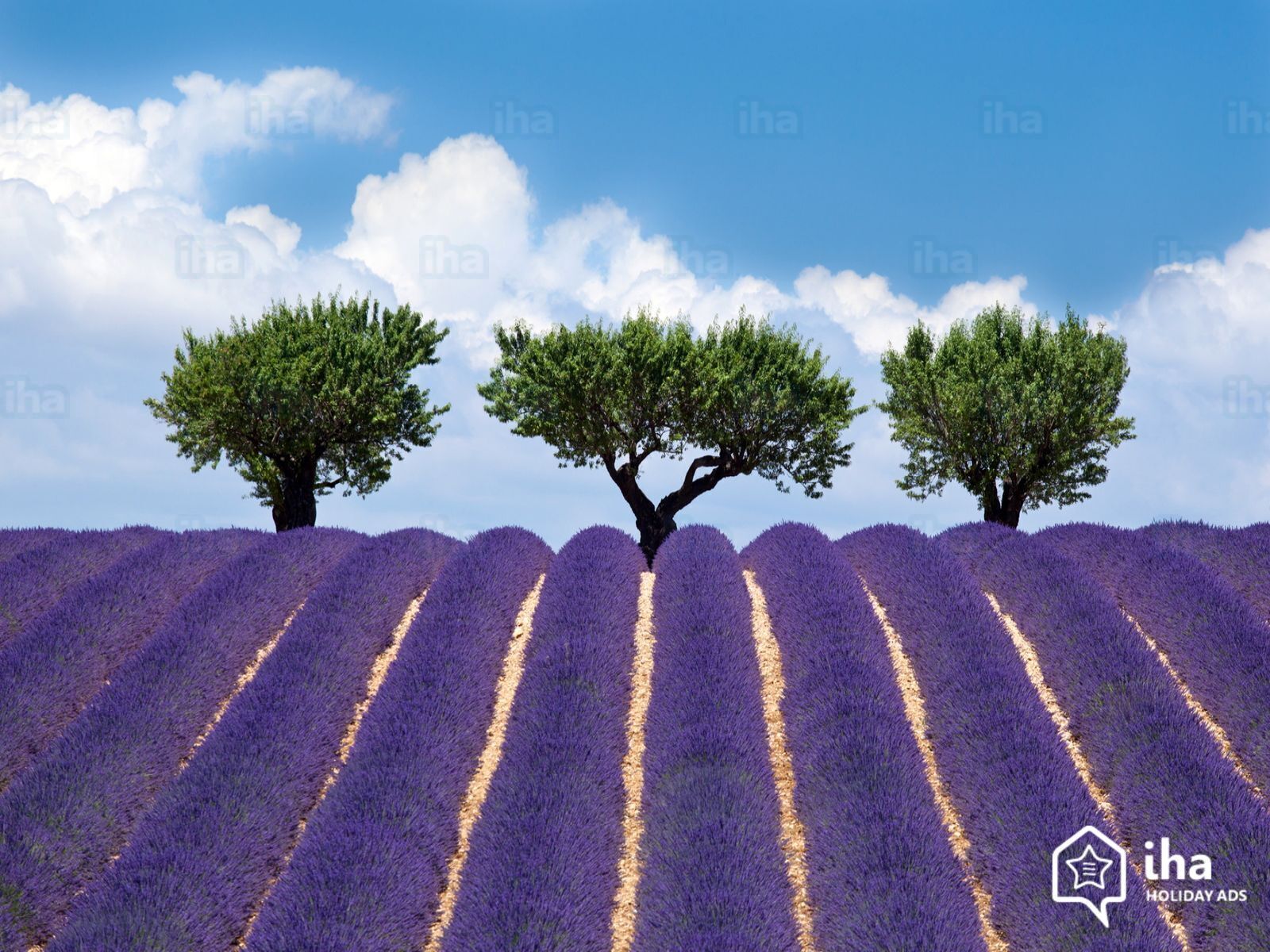 A lavender field with three trees in the center.