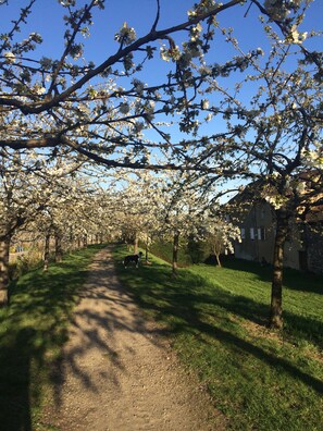 A pathway lined with blooming trees and a building in the background.