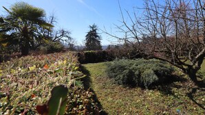 Ein Garten mit verschiedenen Pflanzen und Bäumen, darunter eine Palme und ein Nadelbaum.