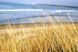Een strand met hoog gras op de voorgrond en de oceaan op de achtergrond.
