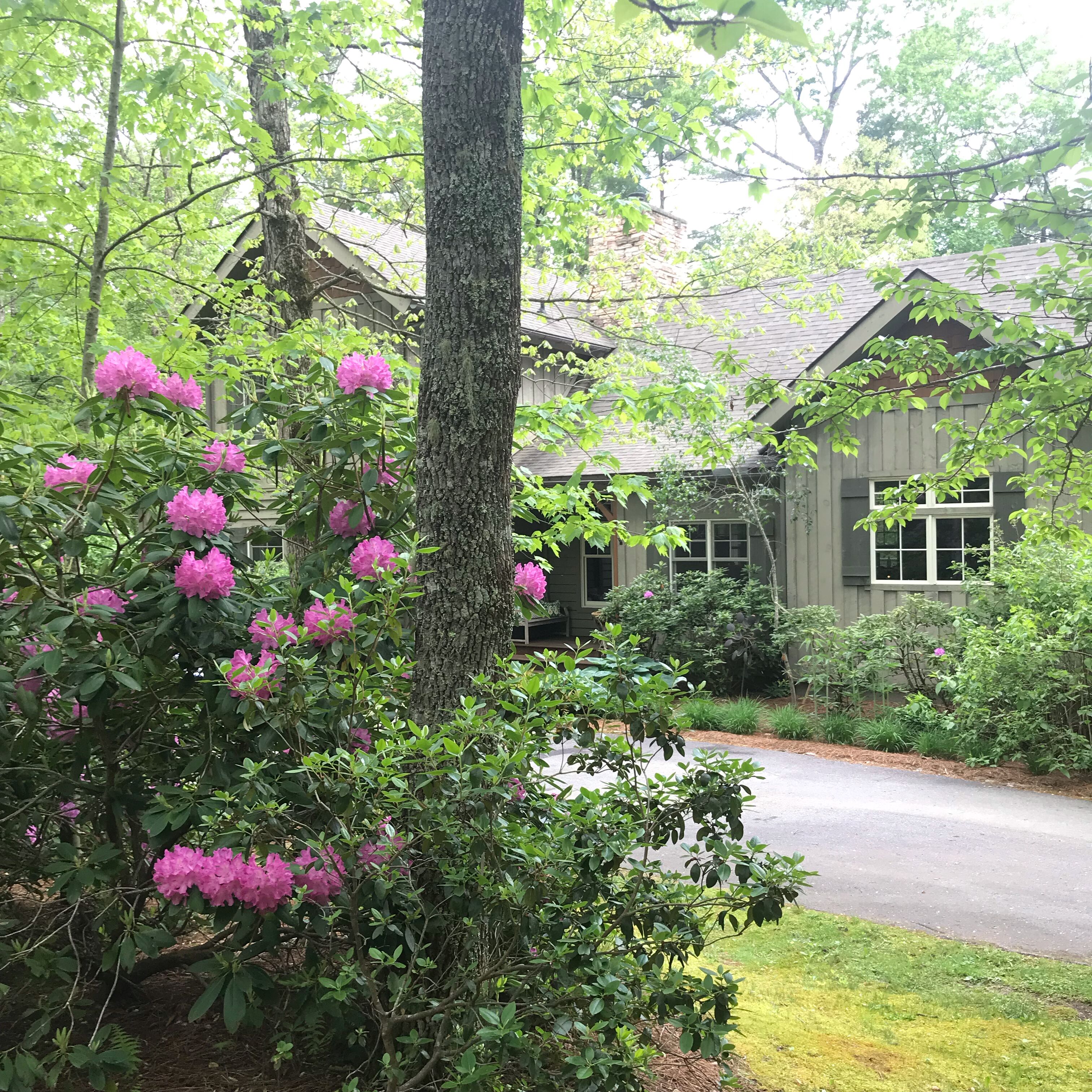 Late May, early June...rhodos & mountain laurel in bloom everywhere! 🌸