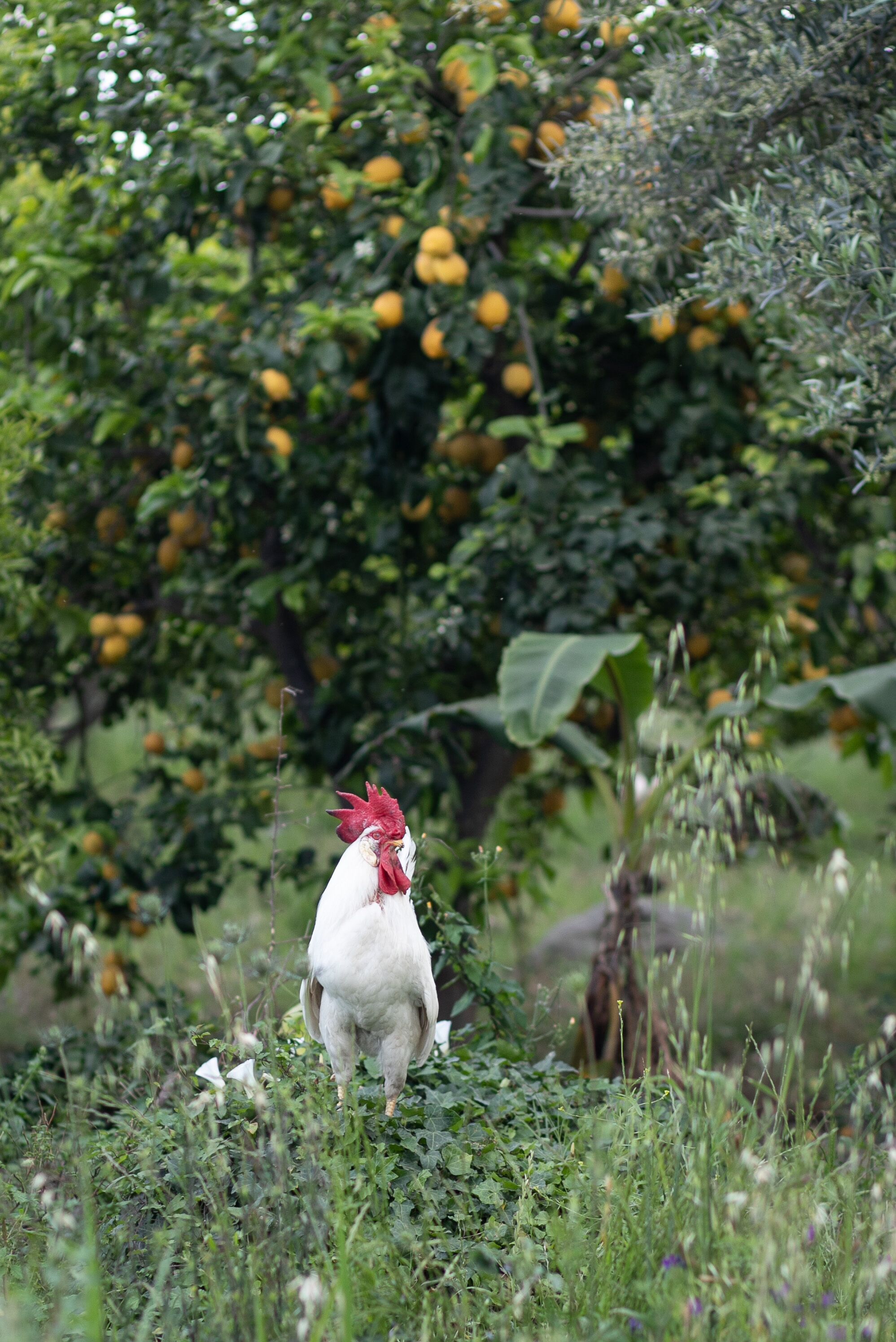 A rooster standing in a grassy area with trees and fruit in the background.