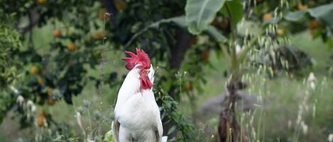 A rooster standing in a grassy area with trees and fruit in the background.