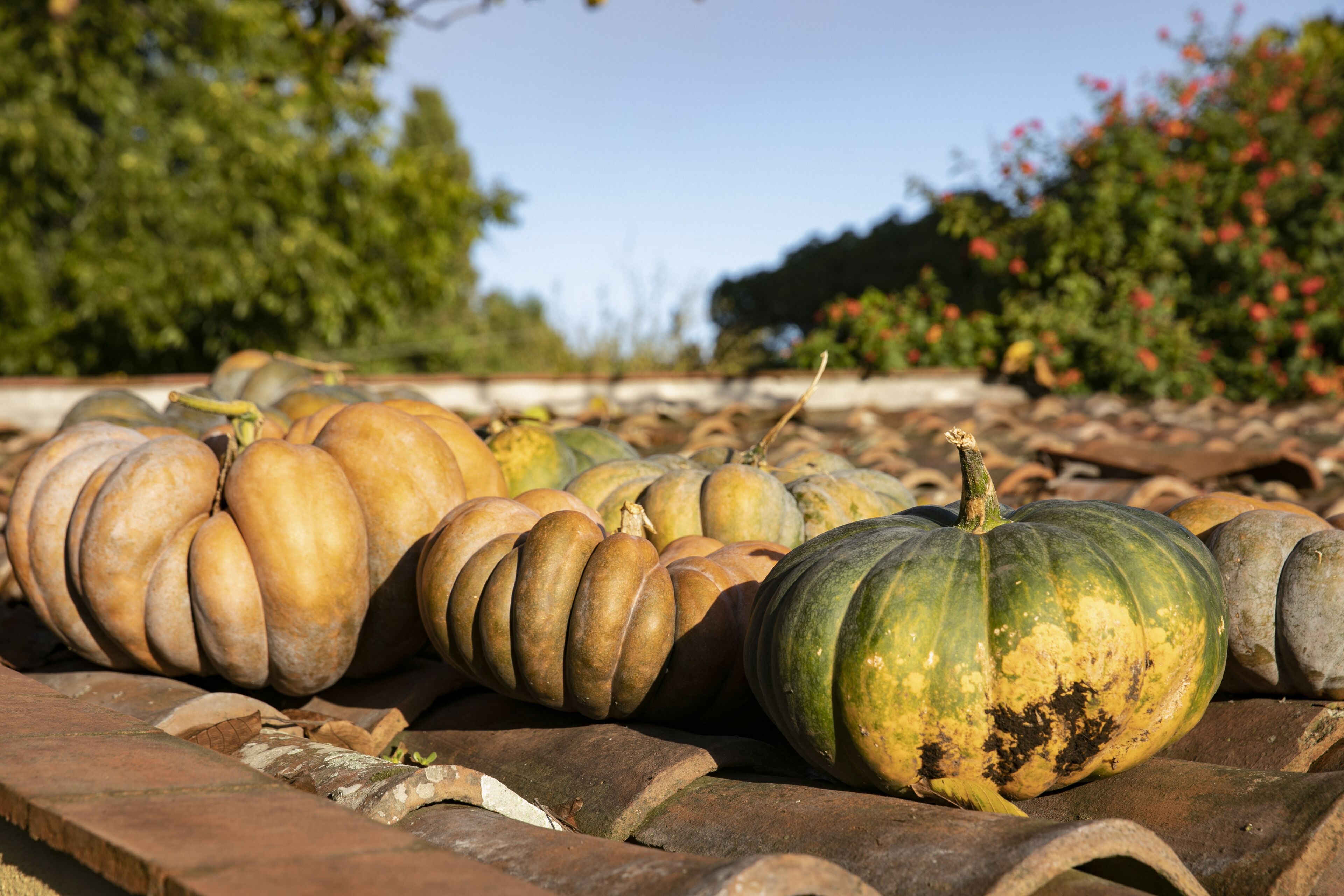 Pumpkins of various sizes and colors arranged on a brick surface.