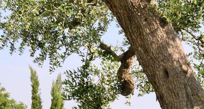 Tenuta Donna Caterina