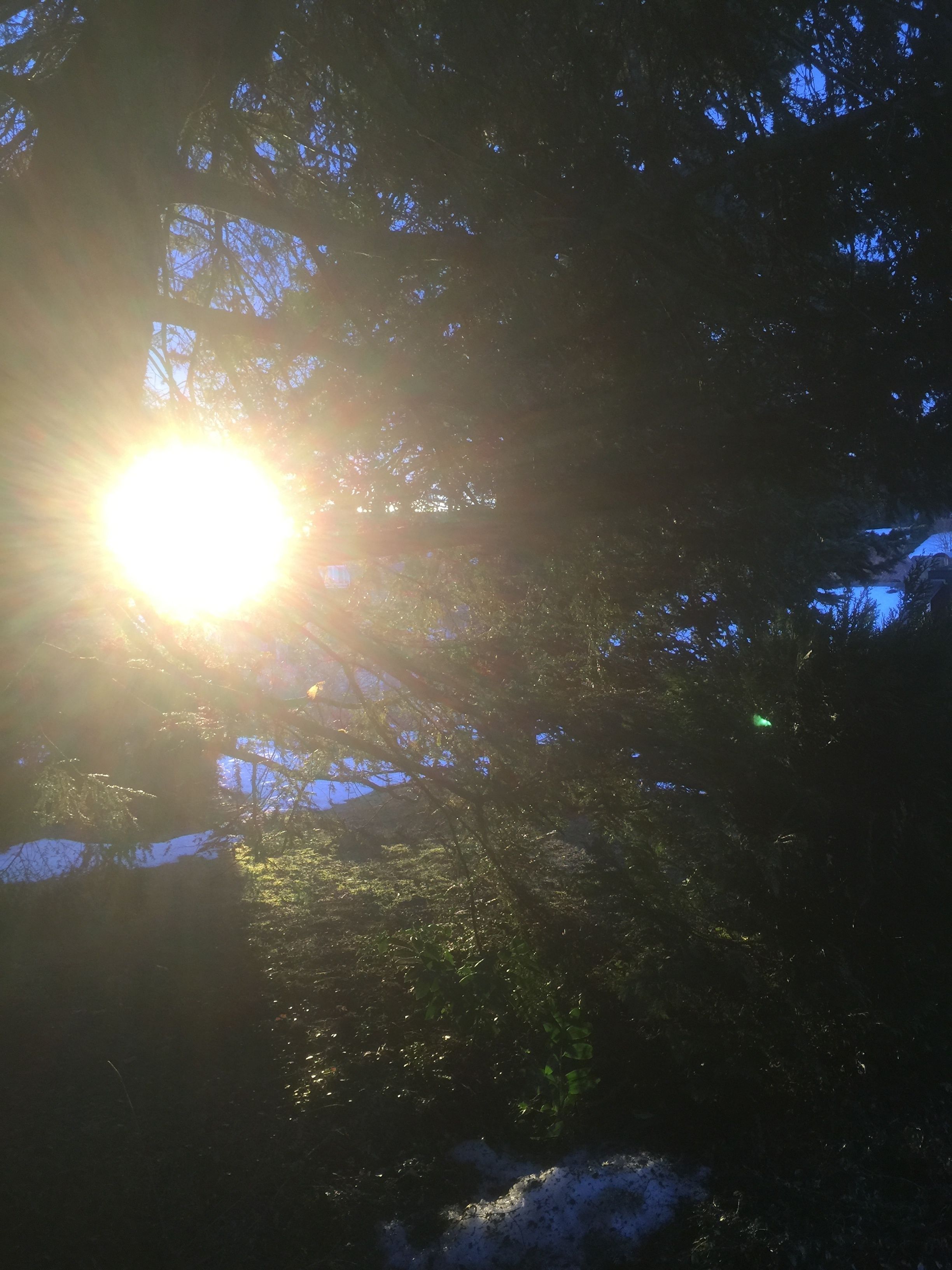 Un soleil éclatant qui filtre à travers les branches des arbres.