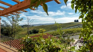 A vineyard with terraced fields and a wooden pergola.