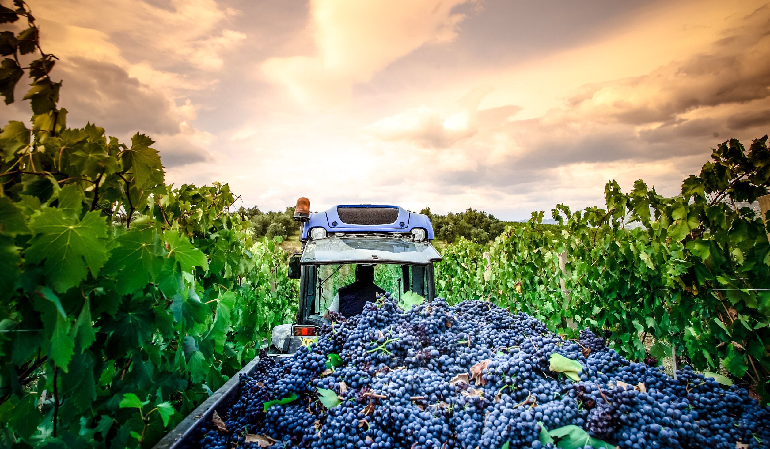 Viñedo con un tractor cosechando uvas.