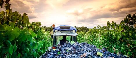 Viñedo con un tractor cosechando uvas.